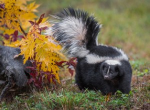 Zijn Skunks geweldige huisdieren? Wat u moet weten!