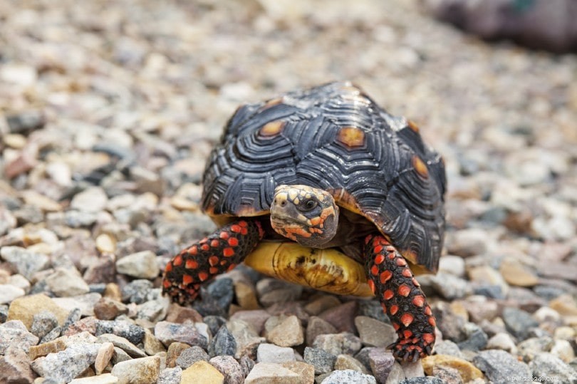 Красноногая черепаха