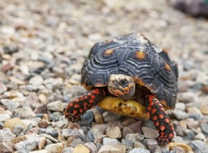 Tortue à pattes rouges