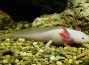 Axolotl albinos