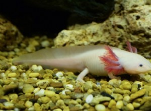 Albino Axolotl