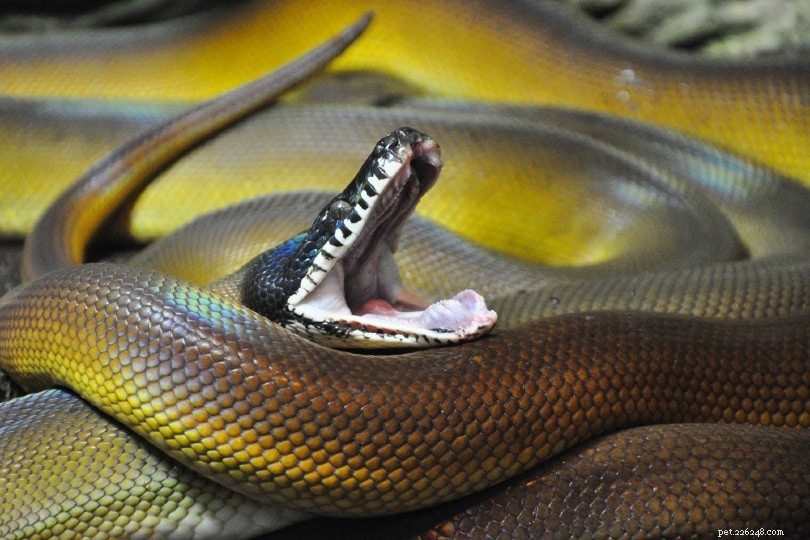 Python s bílými rty