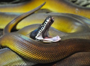 Python à lèvres blanches
