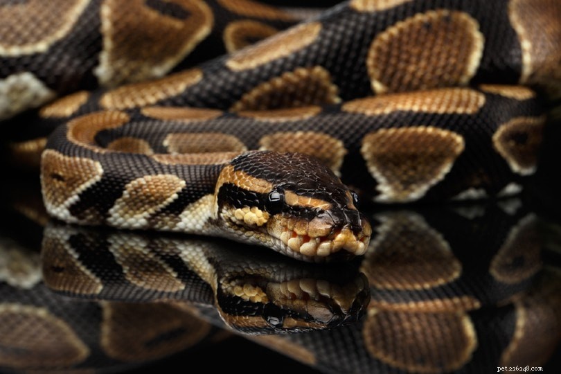 Черный пастельный шар Python Morph