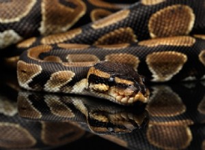 Python boule pastel noir Morphe