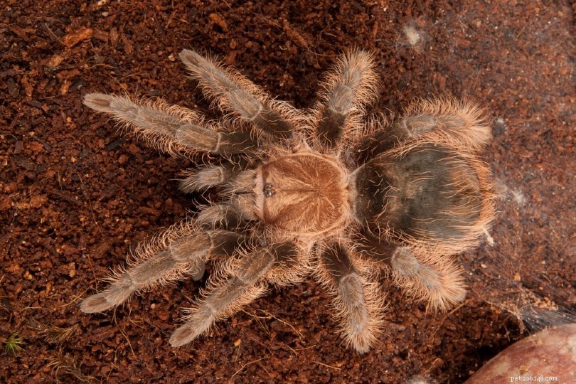 Hondurese tarantula met krullend haar