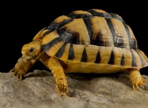 Egyptische schildpad