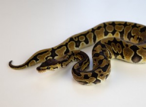 Morph d Enchi Ball Python