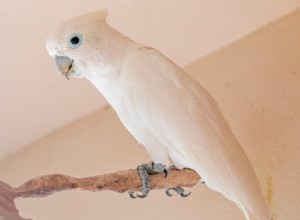 고핀 앵무새