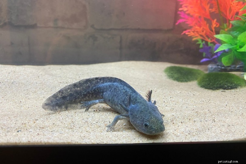 Modrý axolotl (černý melanoidní axolotl)
