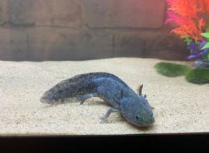 Blue Axolotl（Black Melanoid Axolotl）