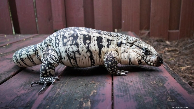 Blue Tegu:Info &Care Guide for Beginners (with Pictures)