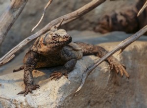 Chuckwalla