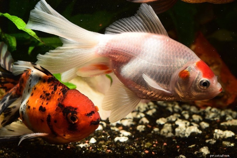 Comportamento aggressivo da pesce rosso:11 motivi e soluzioni per fermarlo!