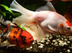Agresivní chování zlaté rybky:11 důvodů a řešení, jak s tím přestat!