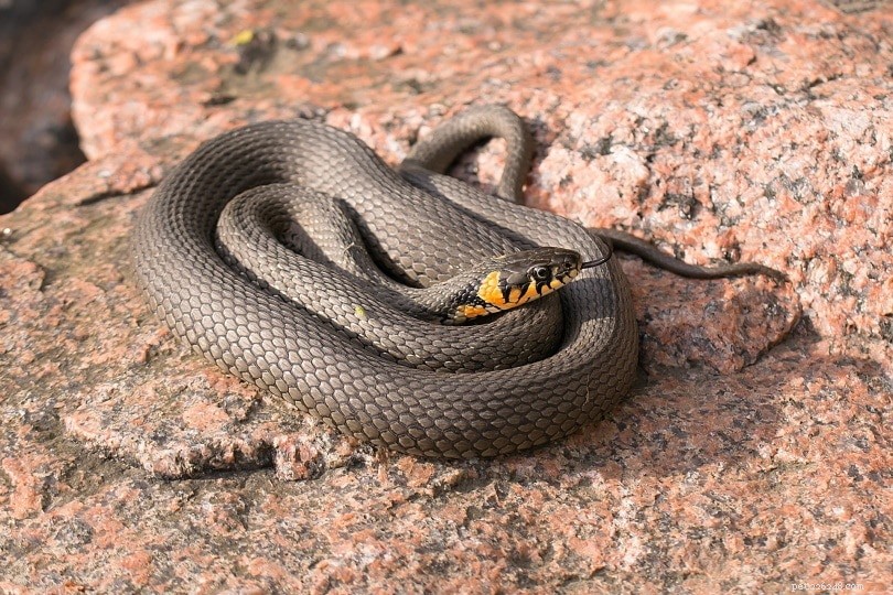 뱀은 야생에서 애완동물로 무엇을 먹나요?