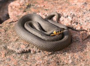 Co jedí hadi ve volné přírodě a jako domácí mazlíčci?