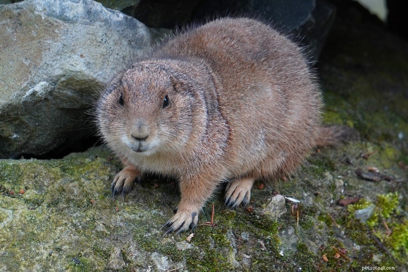 Maken Groundhogs geweldige huisdieren? Wat u moet weten!