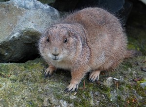 Les marmottes sont-elles d excellents animaux de compagnie ? Ce que vous devez savoir !