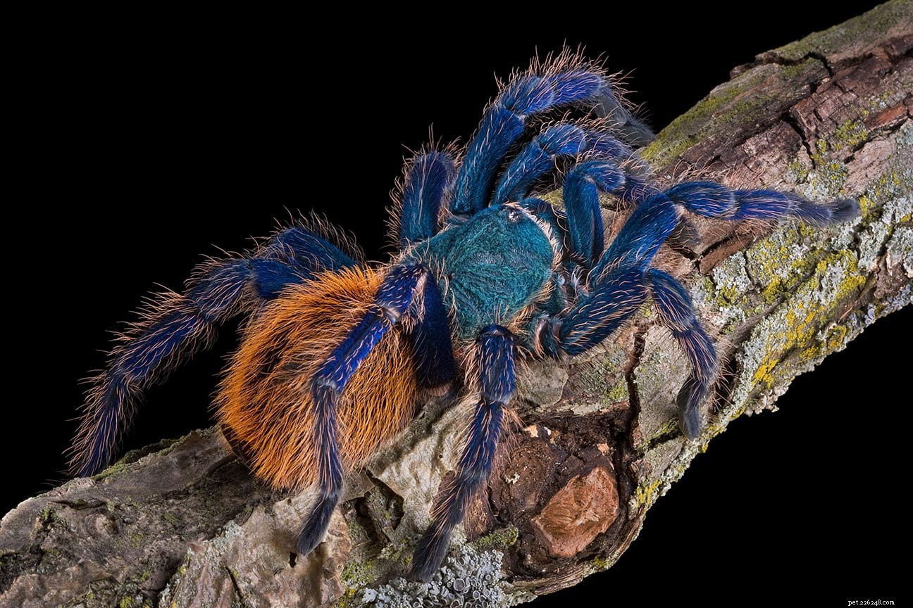 Зеленый бутылочный синий тарантул