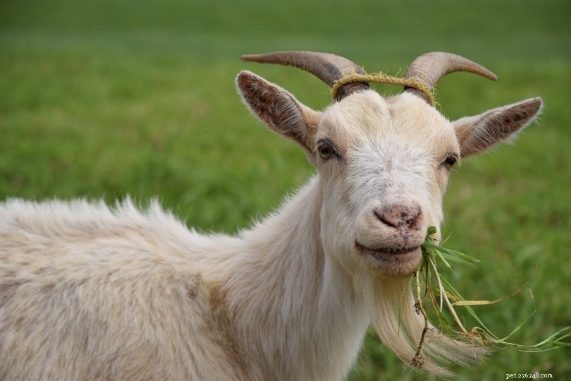 O que as cabras comem na natureza e como animais de estimação? 