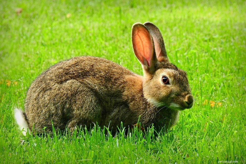 När slutar kaniner växa?