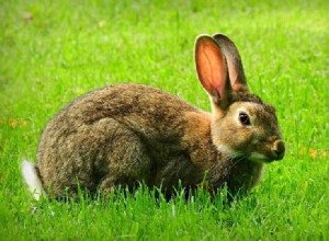 ウサギはいつ成長を停止しますか？ 