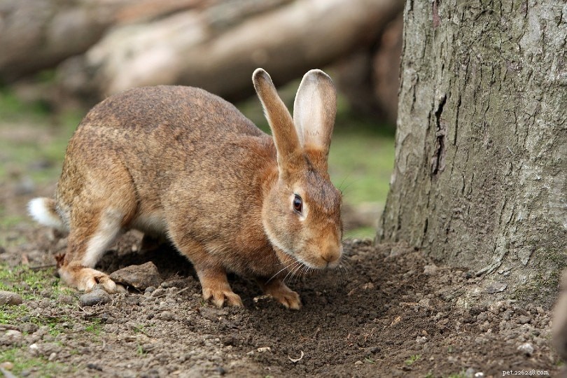 Waarom bonzen konijnen met hun voeten?