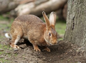 Por que os coelhos batem nos pés?