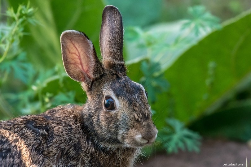 Vad betyder en kanins öronpositioner?