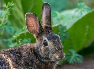 O que significam as posições da orelha de um coelho?