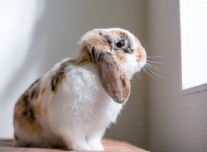 Como saber se seu coelho está triste ou deprimido