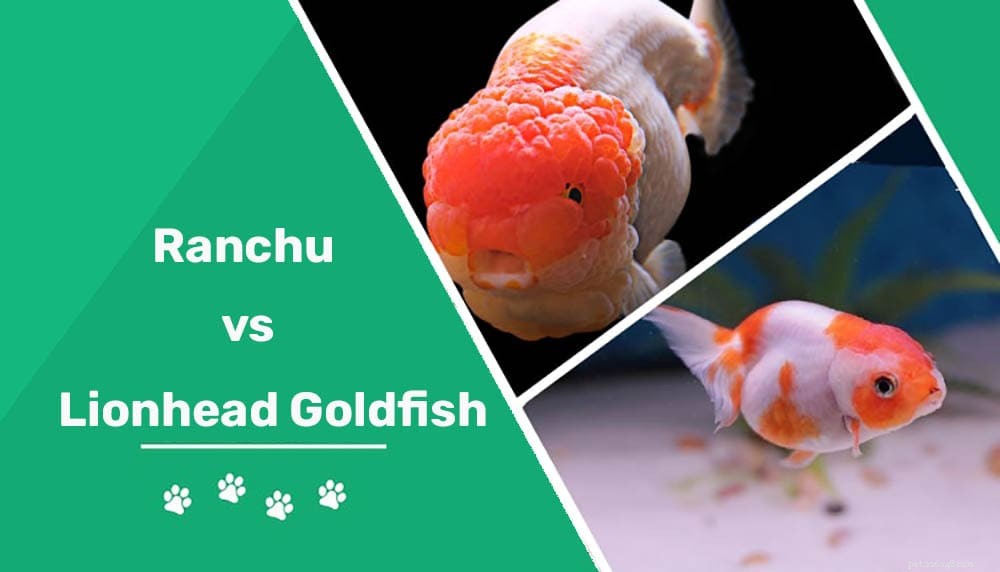 Ranchu vs Lionhead Goldfish:qual raça é a certa para você?