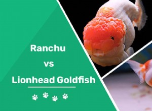 Ranchu vs zlatá rybka Lionhead:Které plemeno je pro vás to pravé?