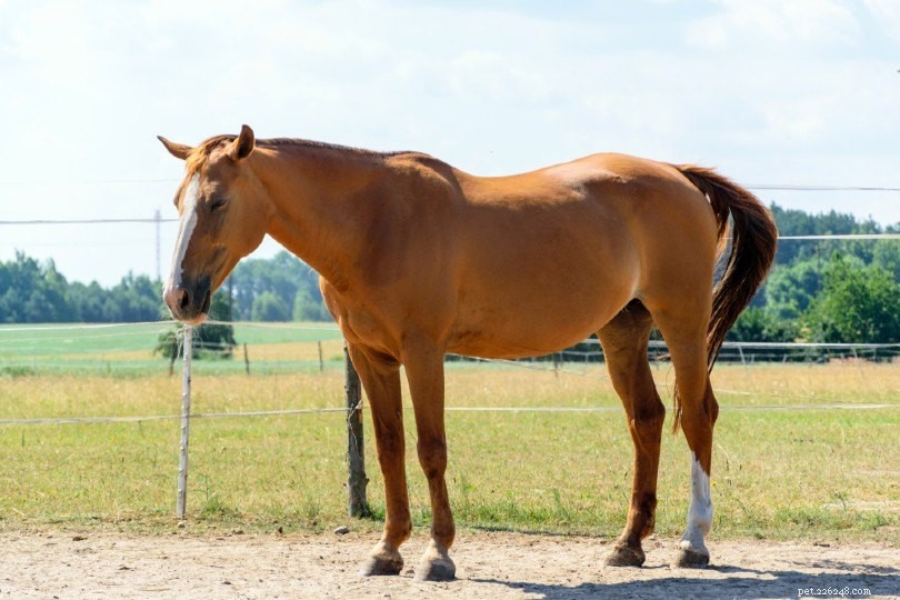 Průměrná výška koně:Jak jsou velcí? (s tabulkou velikostí)