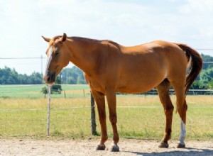 Průměrná výška koně:Jak jsou velcí? (s tabulkou velikostí)