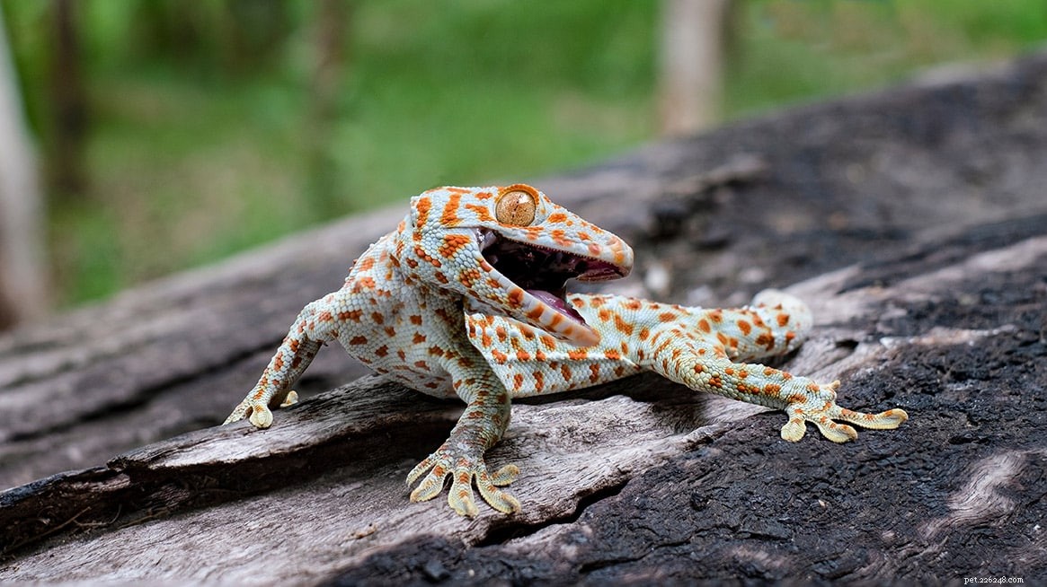 Tokay Gecko:folha de cuidados, vida útil e mais (com fotos)