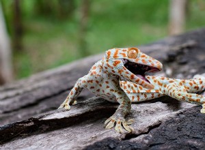 Tokay Gecko:folha de cuidados, vida útil e mais (com fotos)