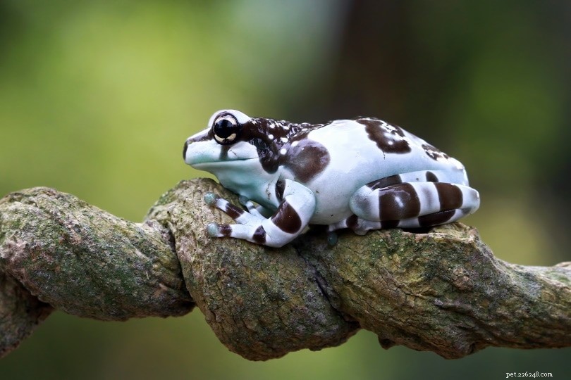 Amazon Milk Frog:folha de cuidados, vida útil e mais (com fotos)