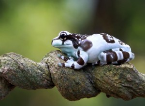 Amazon Milk Frog:List péče, životnost a další (s obrázky)