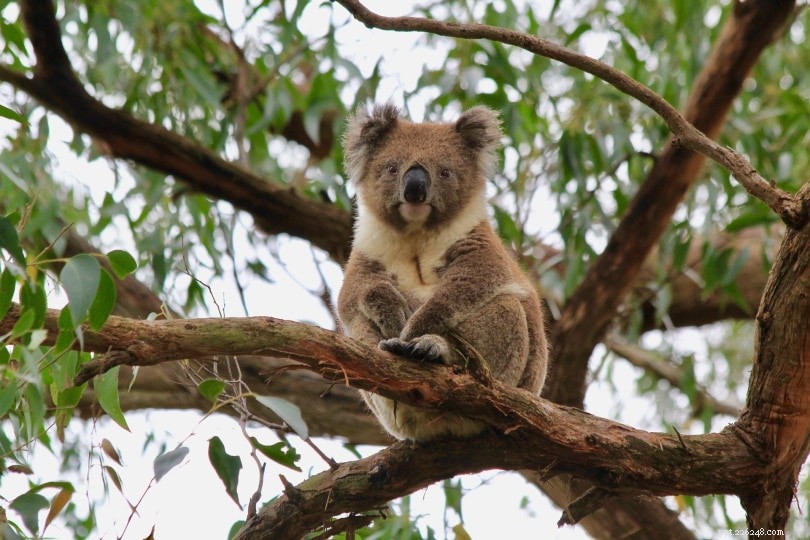 I koala sono ottimi animali domestici? Cosa devi sapere!