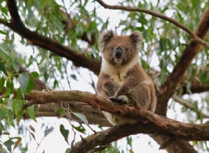 Являются ли коалы отличными домашними животными? Что вам нужно знать!