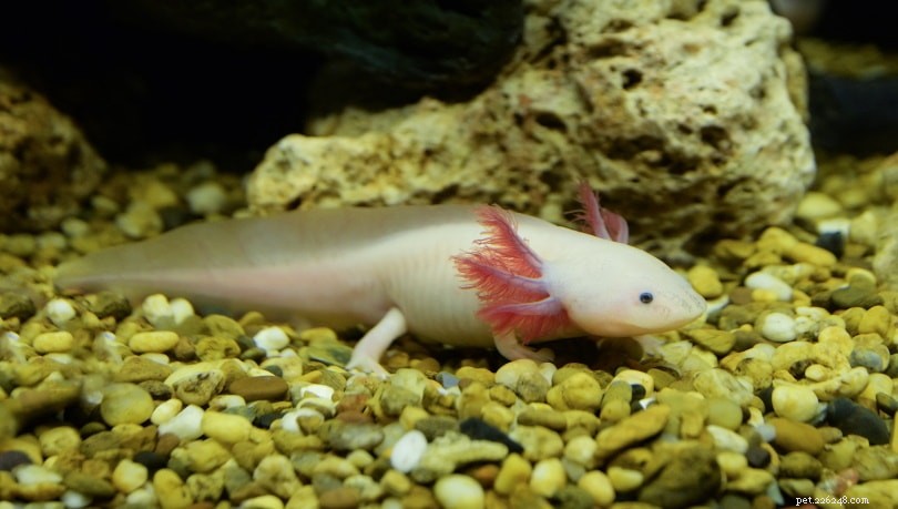 Vad äter Axolotls i naturen och som husdjur?