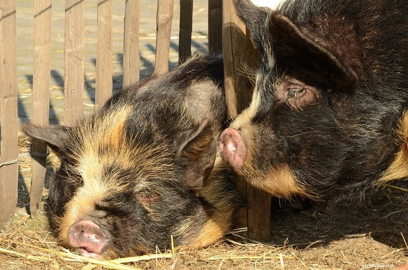 Как ухаживать за вислобрюхими свиньями как домашними животными (листок по уходу и руководство 2022)