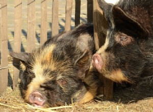 Comment prendre soin des cochons ventrus comme animaux de compagnie (feuille de soins et guide 2022)
