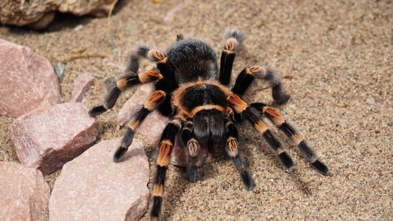 Hur man tar hand om en tarantula för husdjur (Skötselblad och guide 2022)