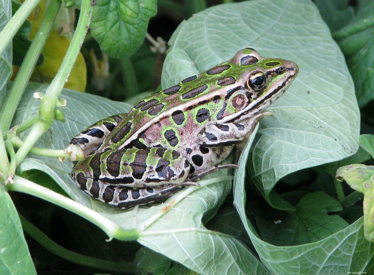 Leopardí žába
