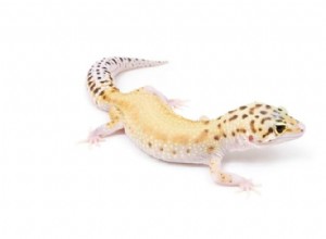 Gecko léopard éclipse