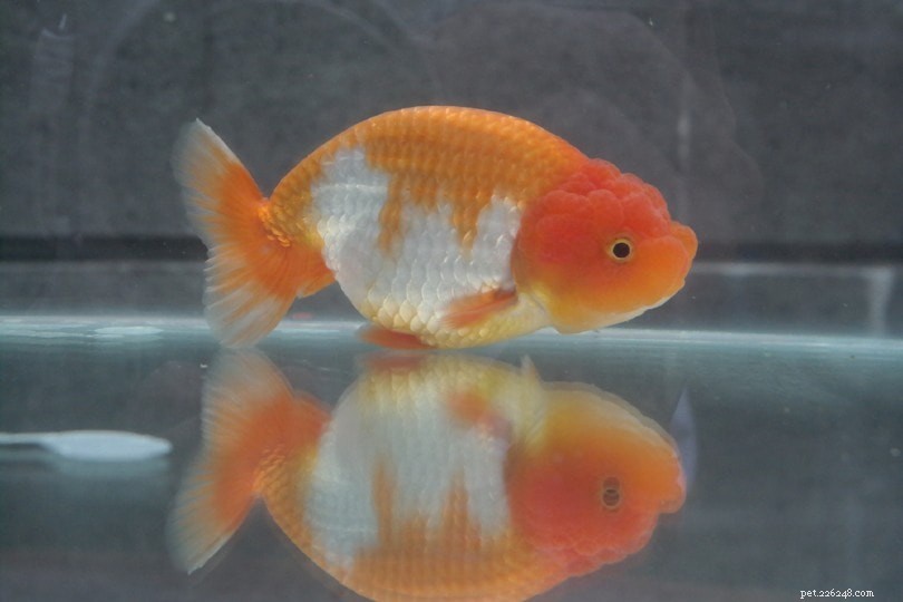 Золотая рыбка, сидящая на дне аквариума:причины и решения
