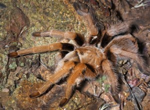 Arizonská blonďatá pouštní tarantule:Péče, životnost a další
